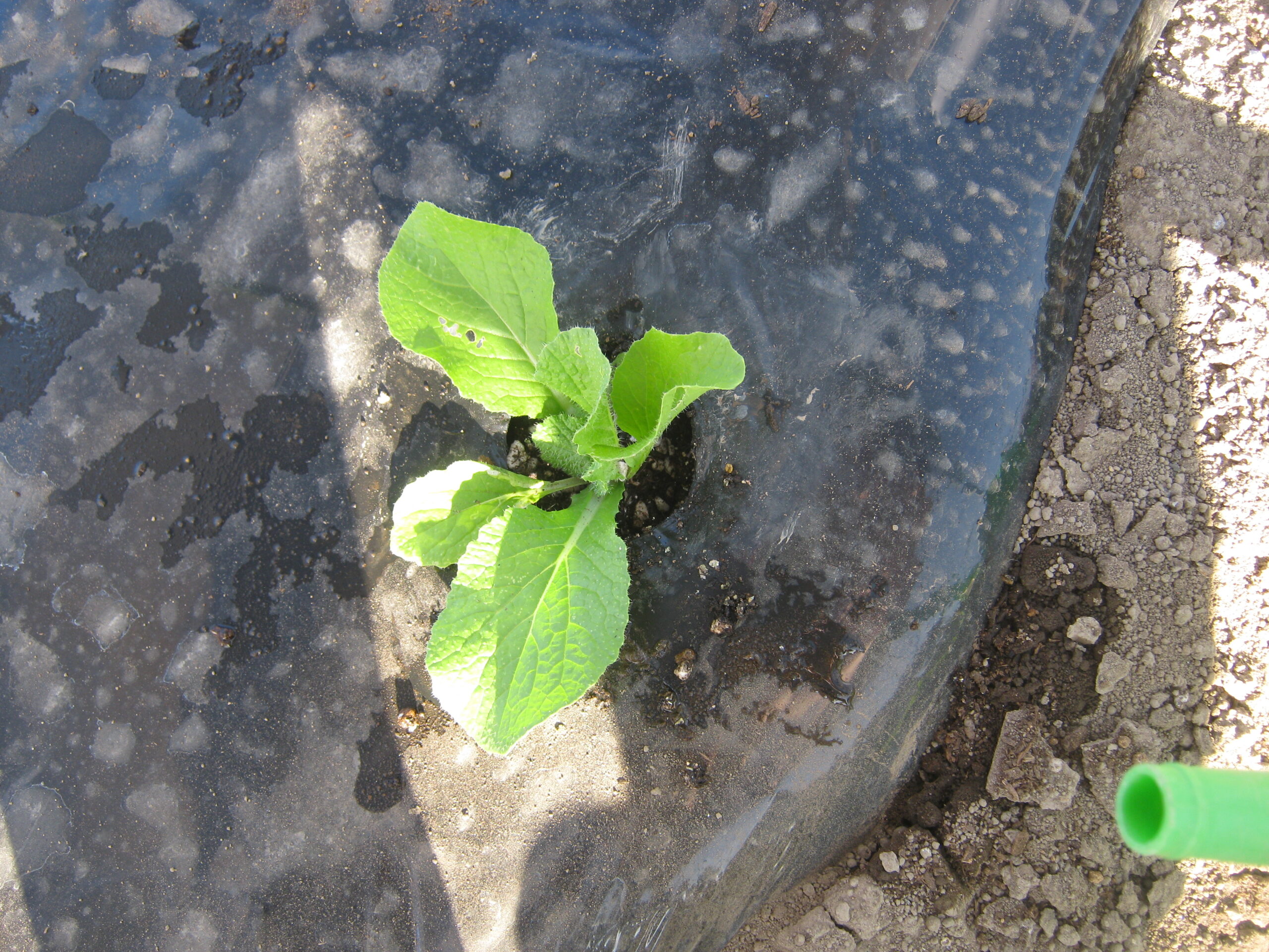 植え付け穴に 白菜の苗の植え付け ていきます。