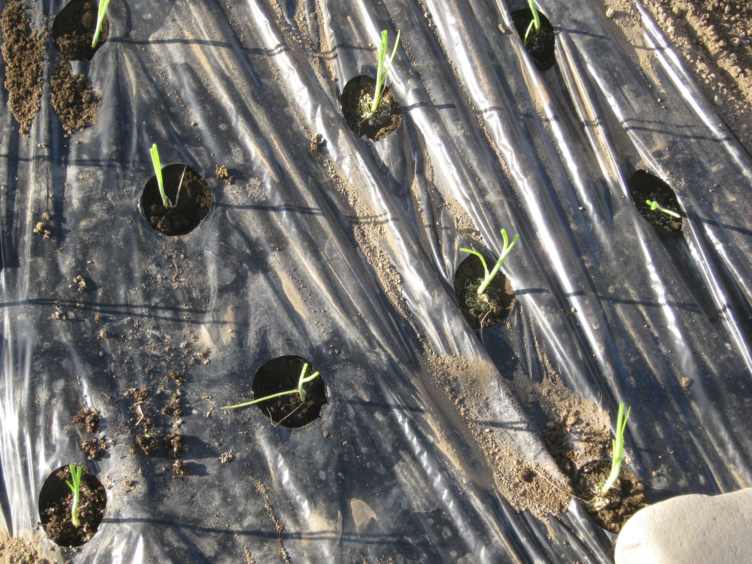 白いところが地上に出るようにタマネギの苗を植えます。
