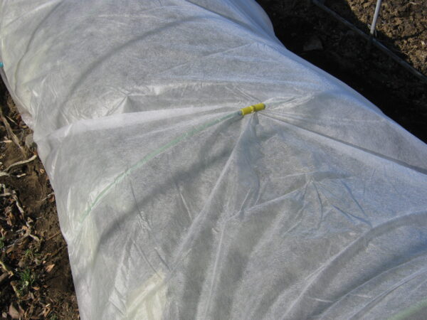 寒くなる前に丸まらなかったキャベツを農業用不織布で越冬