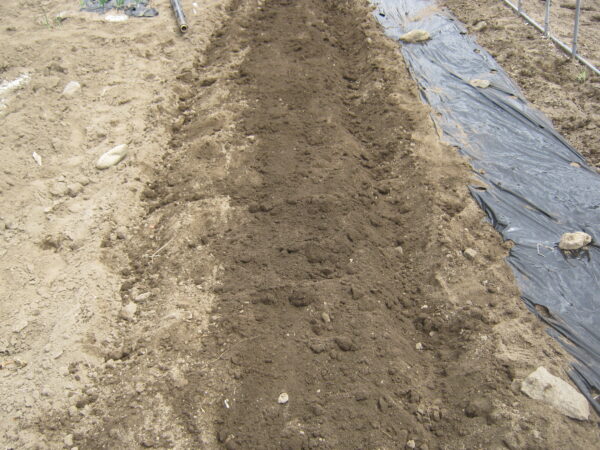 掘り返した土は畝（うね）を作る範囲に盛って 平らにならしていきます。