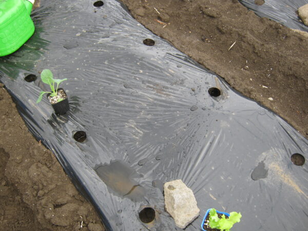 植え付け前日に、植え付け穴にたっぷり水を入れておきます。