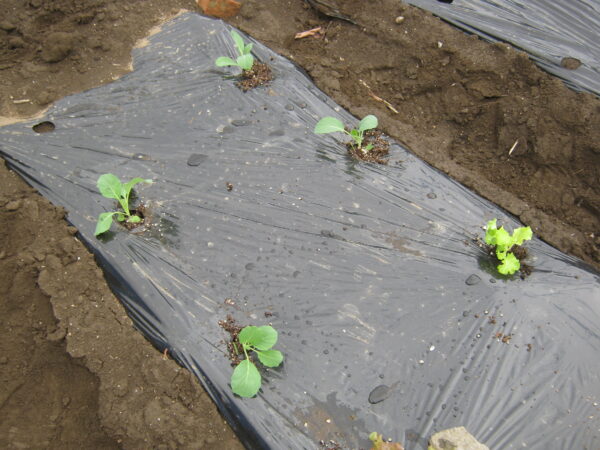 家庭菜園で畑の準備から春キャベツの苗の植え付けまで
