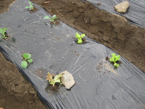 植え付け穴に キャベツの苗の植え付け ていきます。

植え付け後、1週間程度水を掛けます。