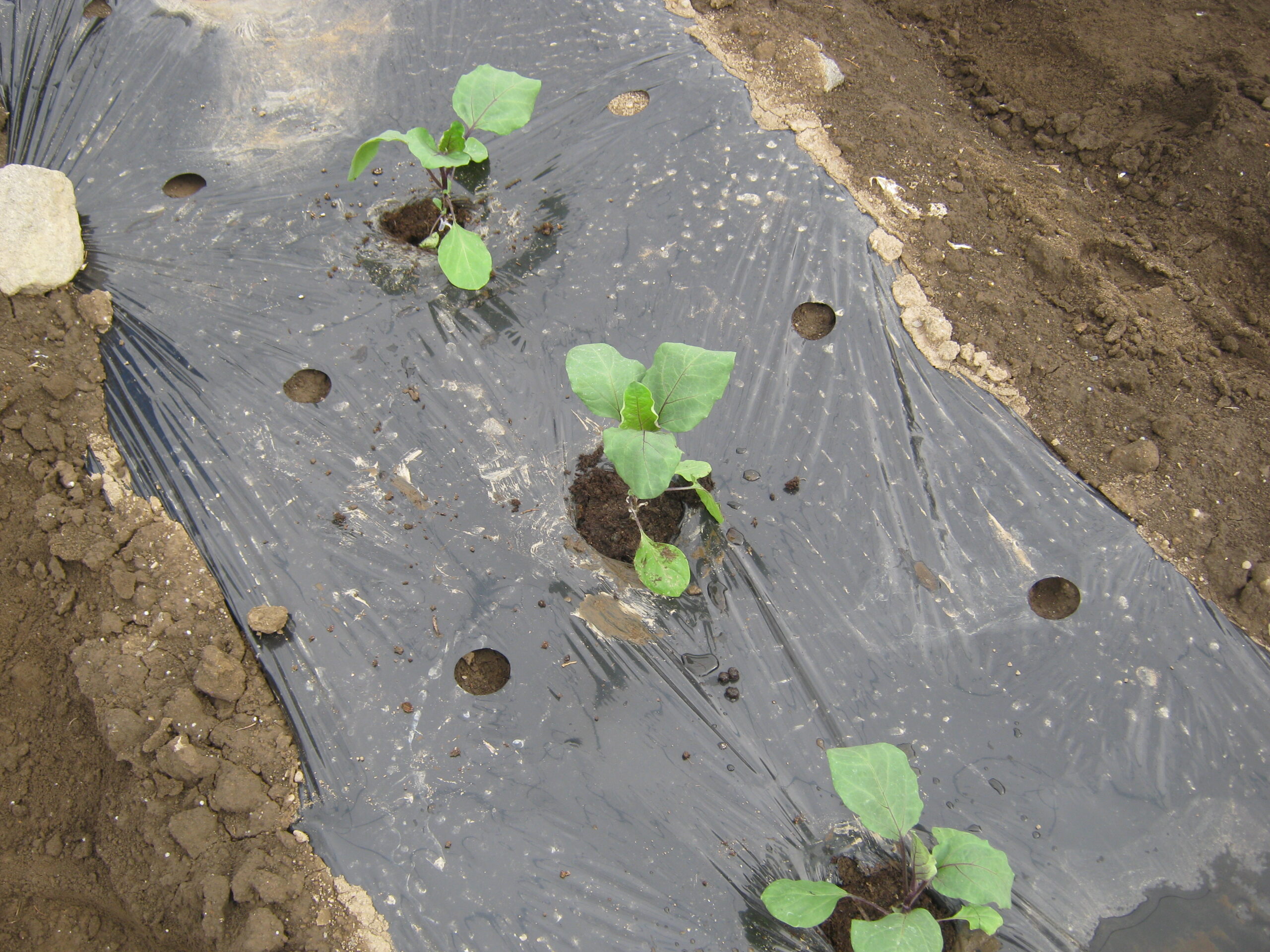 家庭菜園で畑の準備からナスの苗の植え付け 支柱立て・整枝（仕立て方）まで