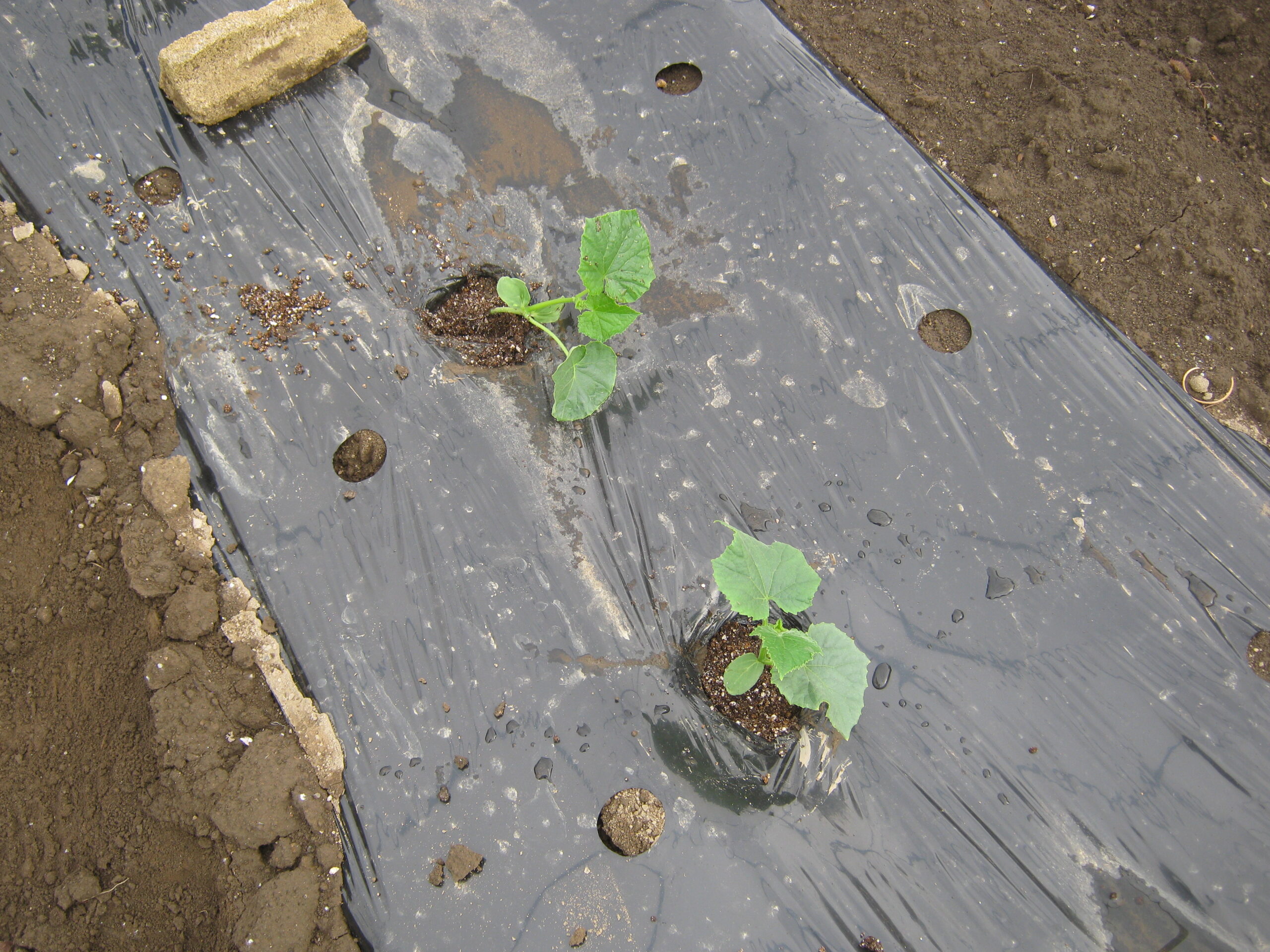 家庭菜園で畑の準備からキュウリの苗の植え付け 摘芯（芽止め）まで