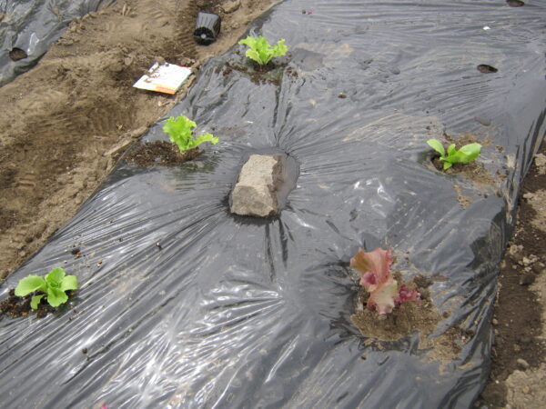 植え付け穴に レタスの苗の植え付け ていきます。

植え付け後、1週間程度水を掛けます。