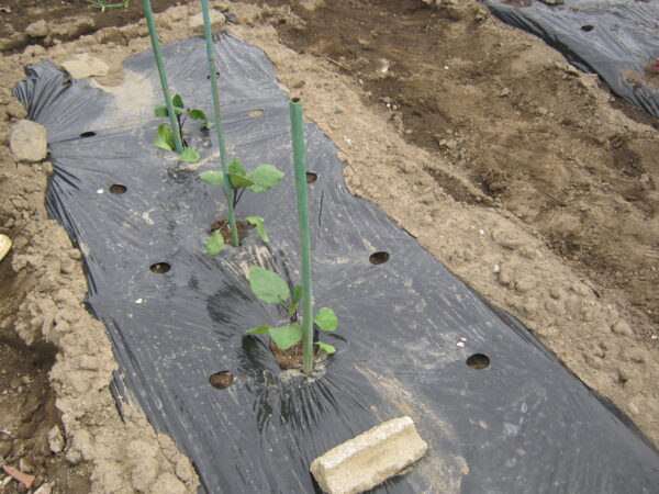 植えたばかりのナスの苗は弱いので暴風・防寒対策をします。 ナスの苗をポールで囲み