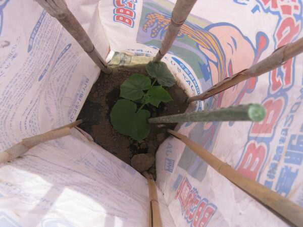 キュウリの苗をポールで囲み空の肥料袋などで囲みます。