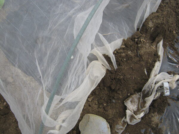 虫が入らないように寒冷紗の端に土を被せます。