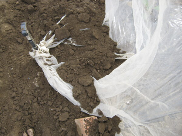 虫が入らないように寒冷紗の端に土を被せます。