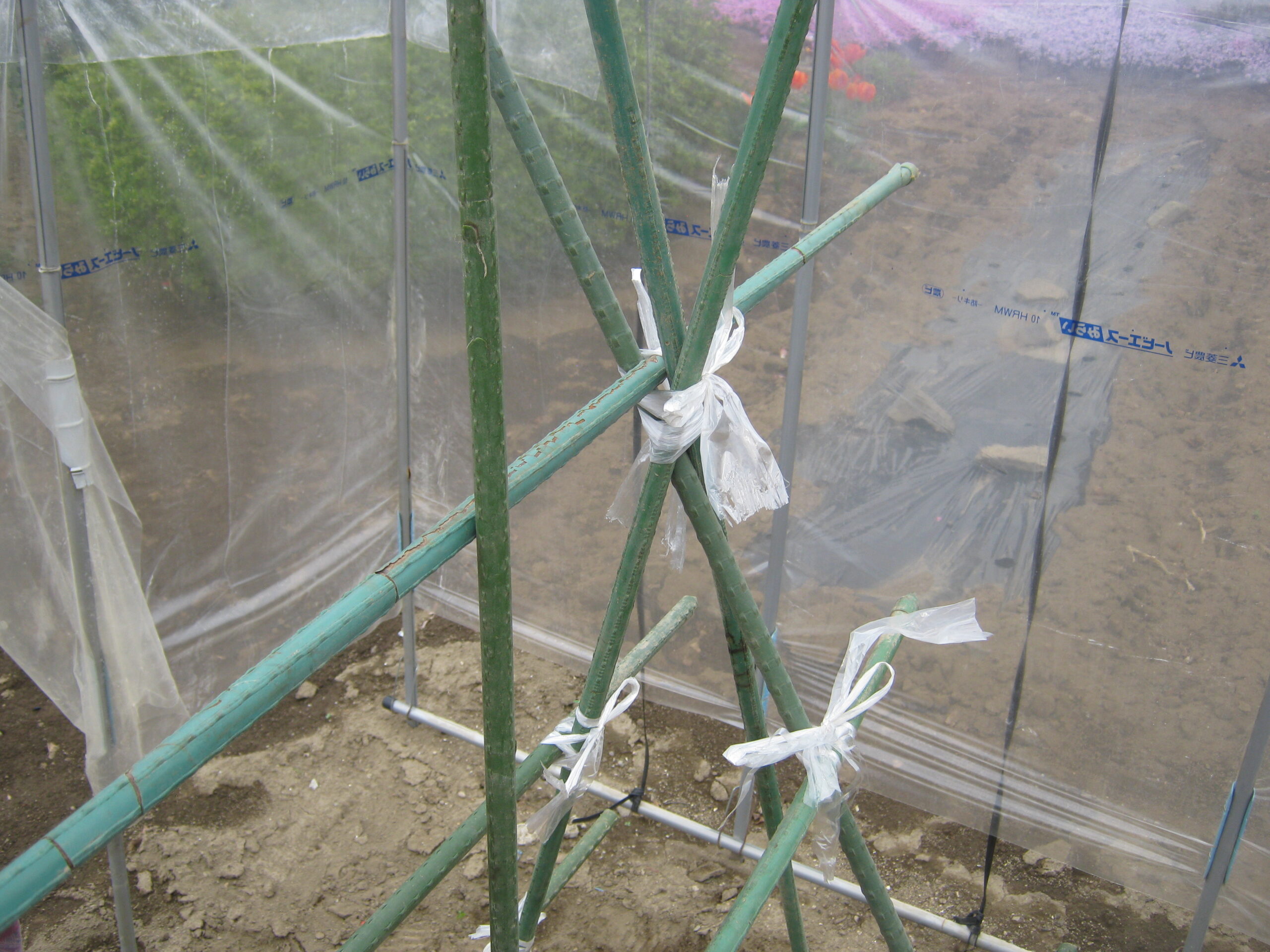 家庭菜園で畑の準備からミニトマトの苗の植え付け 支柱立て・誘引まで