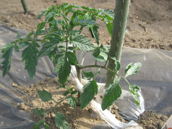 ミニトマトの苗を植えたら倒れないように支柱に誘引します。