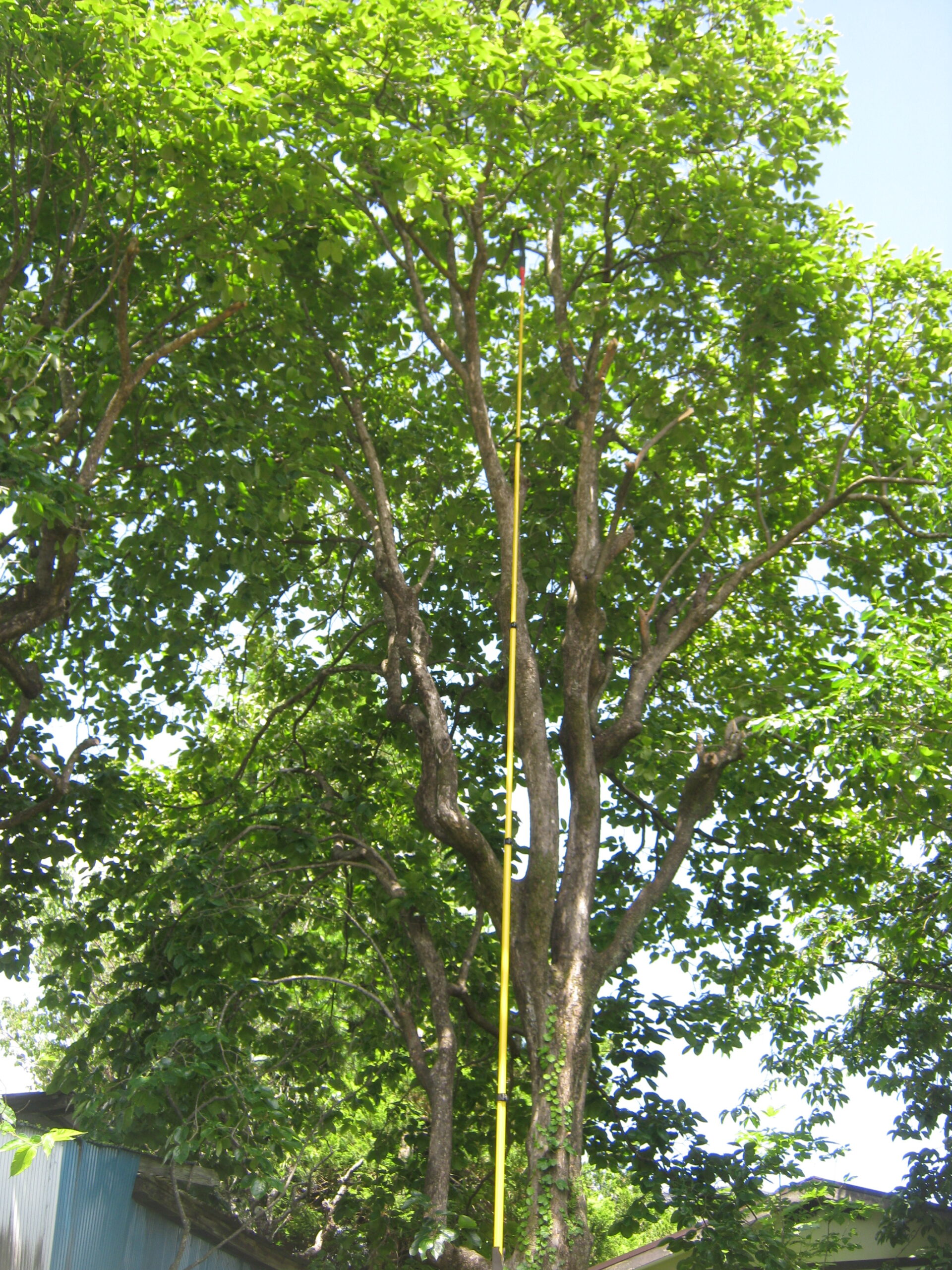 10mは、ありそうな柿の木の枝を高枝切りノコギリで剪定しました。