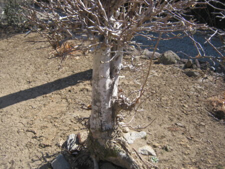 庭の木を土を掘り抜きました 3 庭の木を土を掘り抜きました。