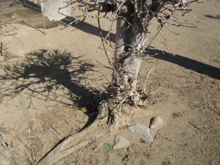 庭の木を土を掘り抜きました 4 根の太さからして大変な作業になりそうです。