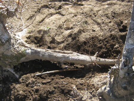 庭の木を土を掘り抜きました 5 西側の木の根の周りの土を掘り起こします。