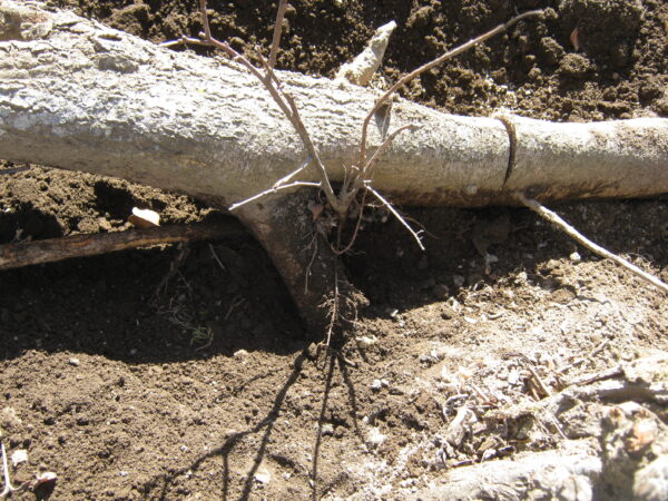 庭の木を土を掘り抜きました 6 IMG 2635