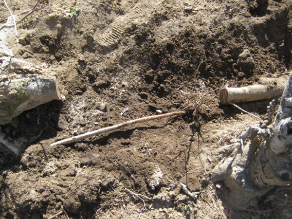 庭の木を土を掘り抜きました 7 IMG 2638