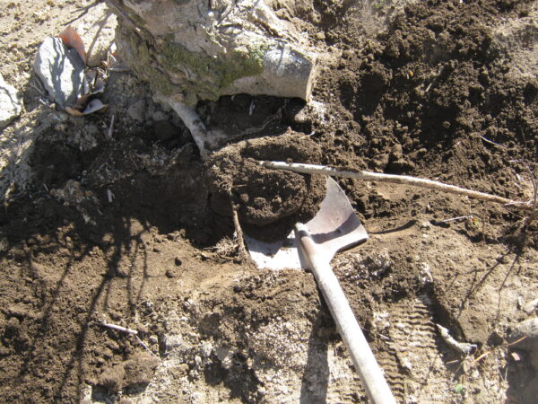 庭の木を土を掘り抜きました 8 IMG 2639