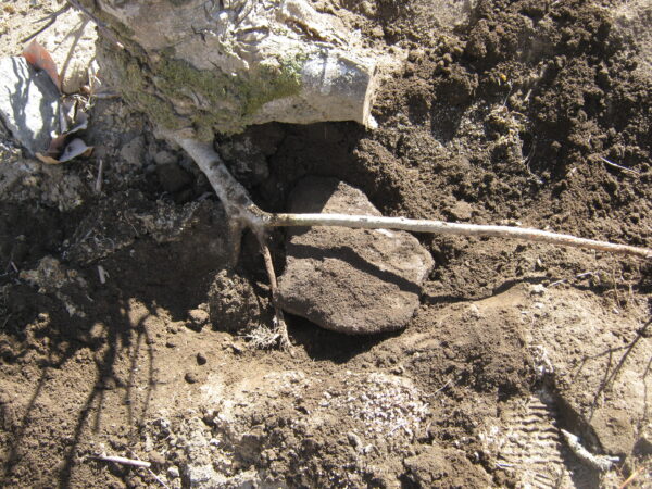 庭の木を土を掘り抜きました 9 北側の木の根の下に石があったので掘り起こします。