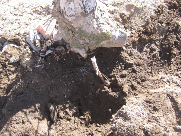庭の木を土を掘り抜きました 11 IMG 2646