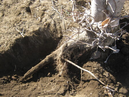 庭の木を土を掘り抜きました 12 東側の作業に移ります。