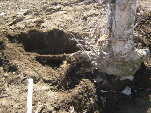 庭の木を土を掘り抜きました 13 木の根が下に伸びていたので剪定ばさみで切りました。