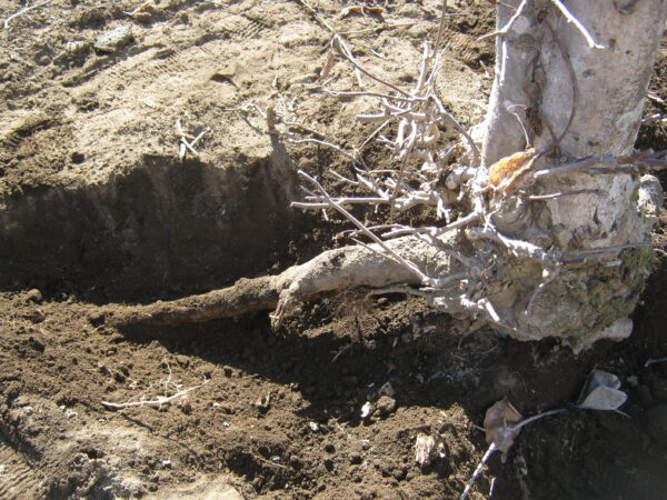 庭の木を土を掘り抜きました 14 IMG 2651