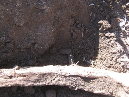 庭の木を土を掘り抜きました 16 東側の木の根の下にもう1本、木の根がありました。