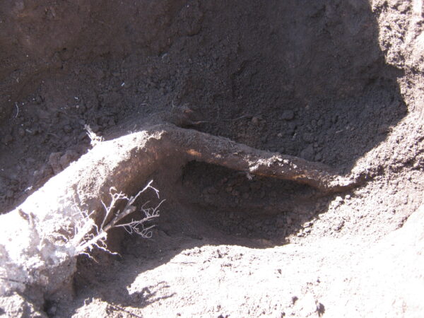 庭の木を土を掘り抜きました 21 露わになった西側の木の根を切ります。