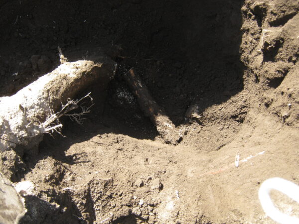 庭の木を土を掘り抜きました 22 露わになった西側の木の根を切ります。