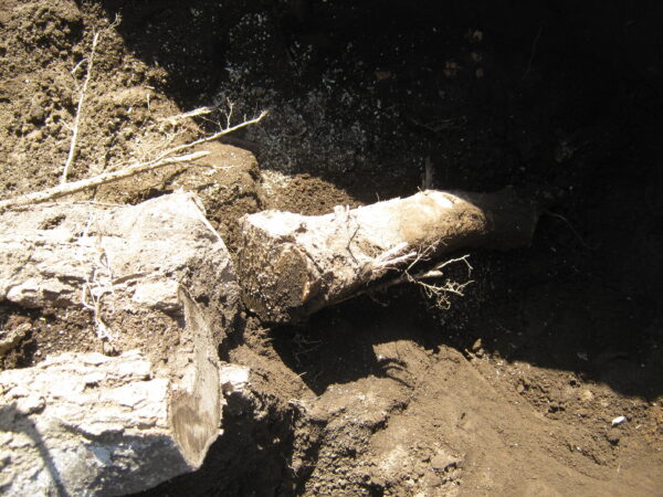 庭の木を土を掘り抜きました 24 南側の木の根を切ります。