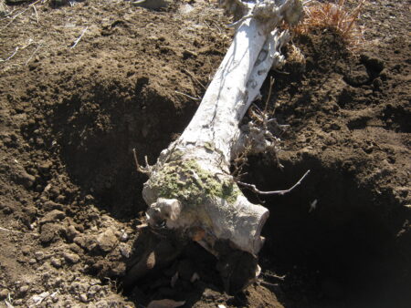 庭の木を土を掘り抜きました 25 木を押したら倒れました。