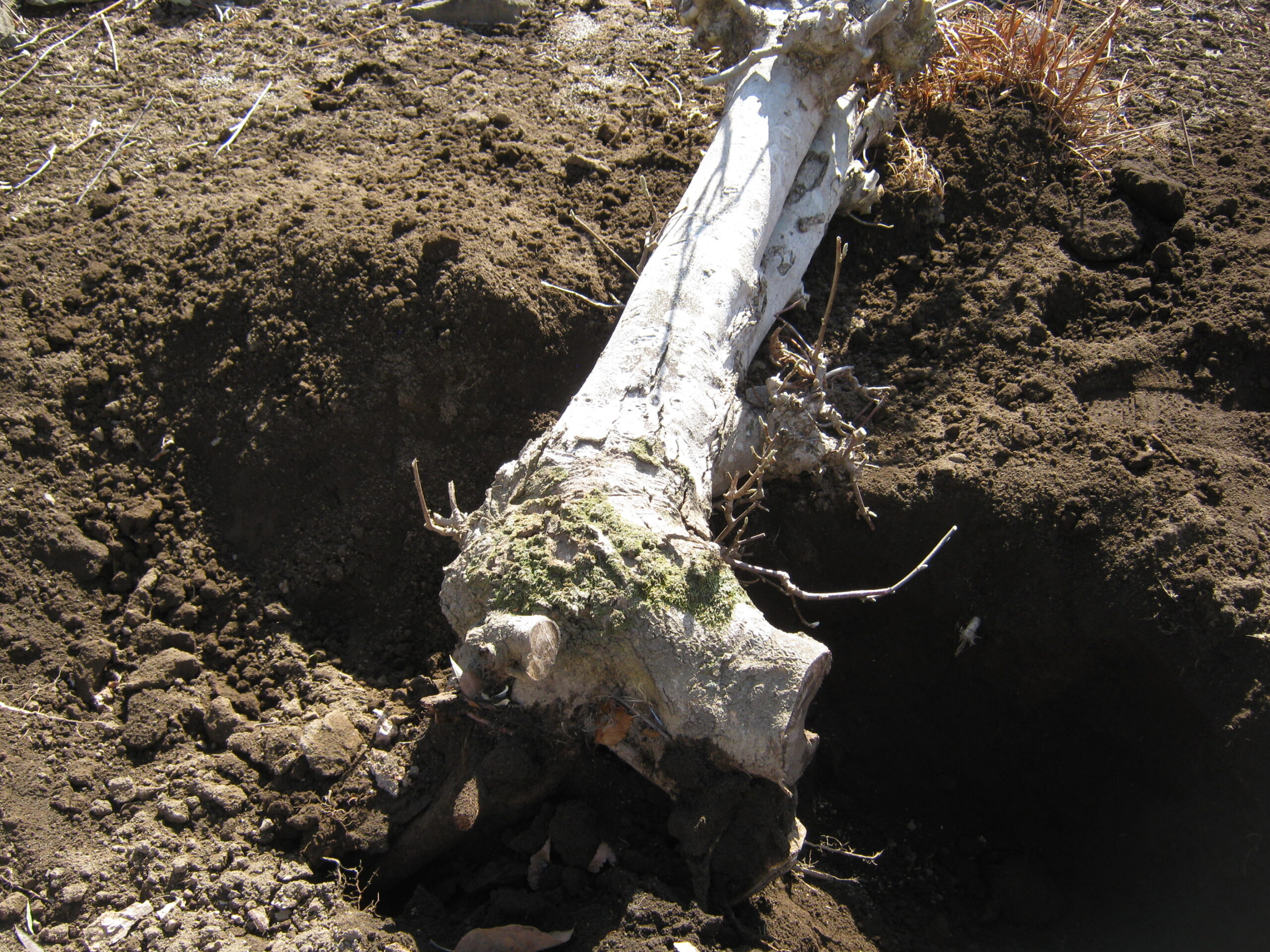 庭の木を土を掘り抜きました