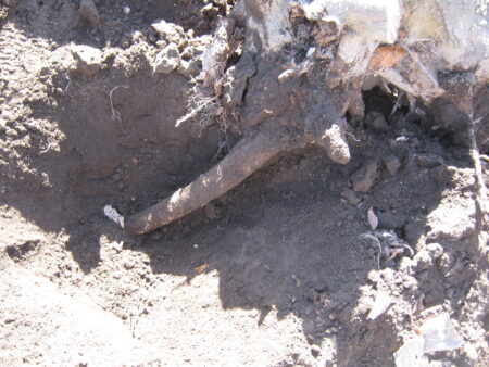 庭の木を土を掘り抜きました 26 東側の木の根が残っていたので切り取りました。