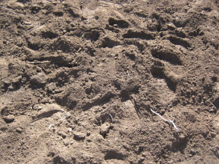 庭の木を土を掘り抜きました 27 最後に木の根を抜いた穴を土で埋めて完了です。